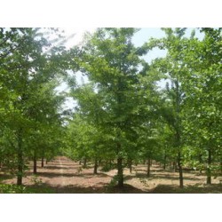 供應四川質(zhì)量好的成都銀杏，銀杏批發(fā)