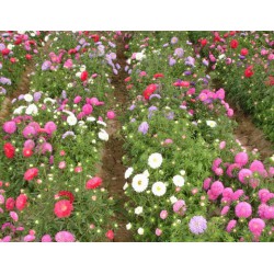 山東具有口碑的翠菊生產基地——河北翠菊