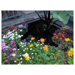 福州哪家花卉租賃公司信譽好 花卉租賃在哪里