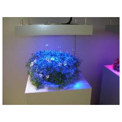 永泰花卉租賃_【強力推*】花卉租賃訊息