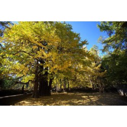 在哪能買到質(zhì)量好的銀杏，產(chǎn)量高的柳樹