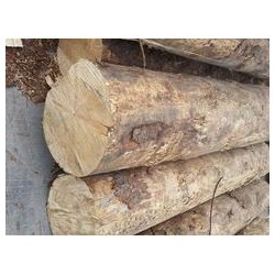 建筑木材直銷——買超值的云杉優(yōu)選亞譽雙木業(yè)