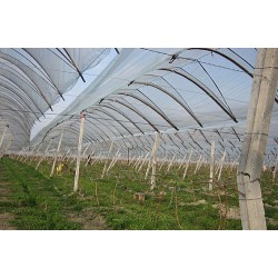 優(yōu)質(zhì)葡萄專用PE膜，口碑好的大棚專用膜濰坊哪里有