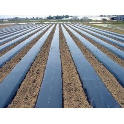 供應優(yōu)質(zhì)的農(nóng)用地膜_葡萄專用膜