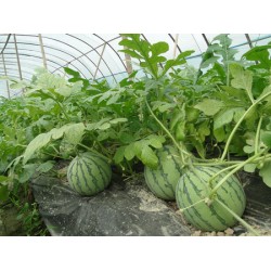 聚乙烯農(nóng)膜報(bào)價(jià)_想買合格的西瓜專用膜，就到意利塑料