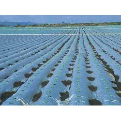 花卉專用大棚膜，實(shí)惠的蔬菜大棚膜濰坊哪里有