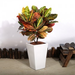 武漢辦公室盆栽銷售租擺維護，寫字樓綠植租賃擺放養(yǎng)護服務(wù)