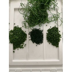 昆山草坪母粒生產廠家