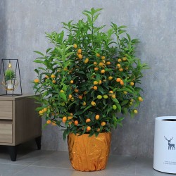 武漢植物租賃公司苗木服務(wù)，武漢家庭植物租擺公司綠植銷售