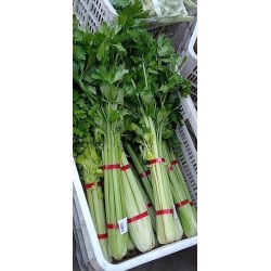 蔬菜捆扎機(jī)，小型扎把機(jī)，蒜苔捆扎，蒜苔束帶，昆勁小型捆扎機(jī)