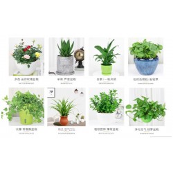 武漢室外苗木價格商場綠植養(yǎng)護工廠盆景報價，苗木服務寫字樓花卉