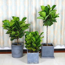 武漢室內(nèi)盆景公司花卉室外苗木，武漢商場綠植盆栽價格單位苗木